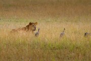 Lions and helmeted guineafowl
